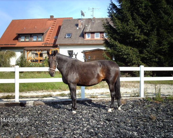 broodmare Grandessa S (Bavarian, 1992, from Gervantus I)