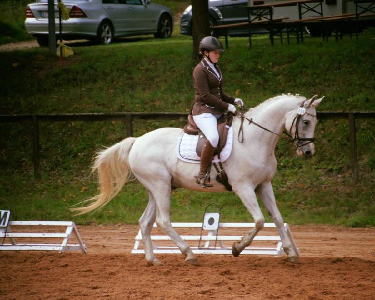 dressage horse Rascado 3 (Hanoverian, 1996, from Recaro)