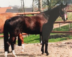 broodmare Winiara (Württemberger, 1992, from Wallenstein)