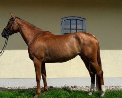 dressage horse Apollonia (Bavarian, 2013, from Disco-Boy)