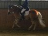 dressage horse Wirbelwind (11,13% ox) (Edelbluthaflinger, 2009, from Wintertanz (17,19% ox))