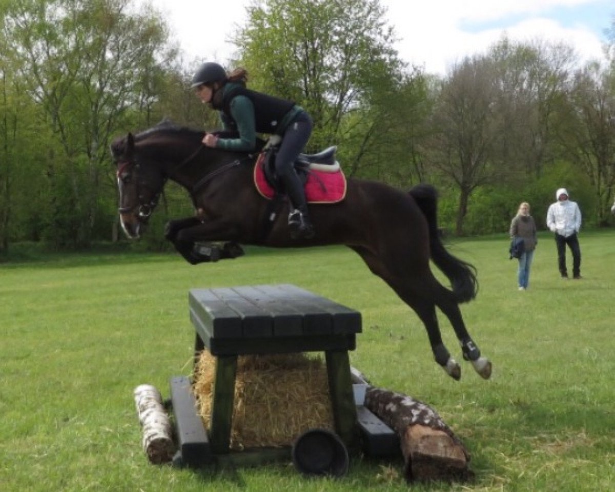Springpferd Melli Meloni (Deutsches Reitpony, 2009, von Manchester)