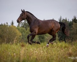 dressage horse Rivero Royal (Oldenburg, 2006, from Rivero II)