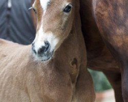 broodmare Fräulein Alaquint (Westphalian, 2012, from Fürst Donnerbube)