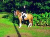 dressage horse Fehkamps Mac Coy (German Riding Pony, 2011, from The Braes My Mobility)