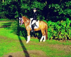 dressage horse Fehkamps Mac Coy (German Riding Pony, 2011, from The Braes My Mobility)