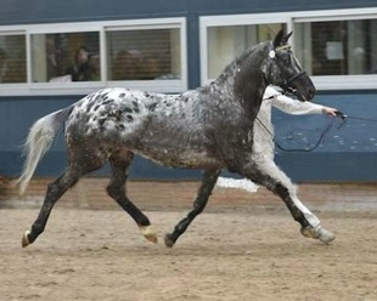 stallion Axioma's Casanova (Appaloosa, 2007, from Kansas C)