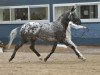 stallion Axioma's Casanova (Appaloosa, 2007, from Kansas C)