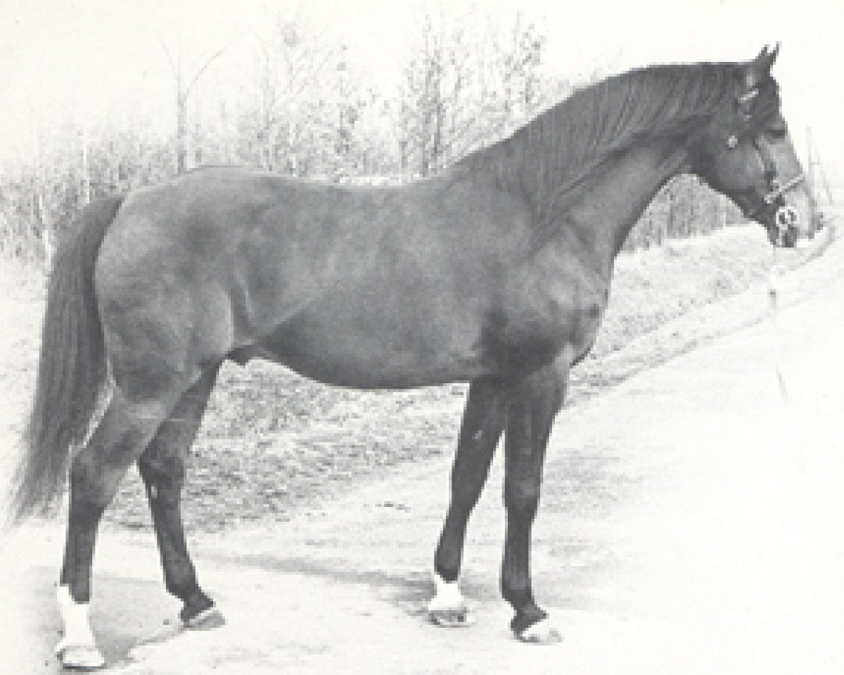stallion Fahred ox (Arabian purebred, 1963, from Noran 1956 ox)
