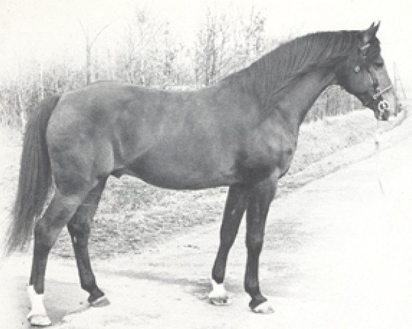 Deckhengst Fahred ox (Vollblutaraber, 1963, von Noran 1956 ox)