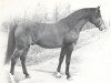 stallion Fahred ox (Arabian thoroughbred, 1963, from Noran 1956 ox)