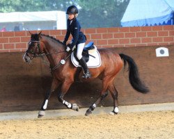 dressage horse Tinky Winky (Polish Pony, 2008, from Atlantic Magic)