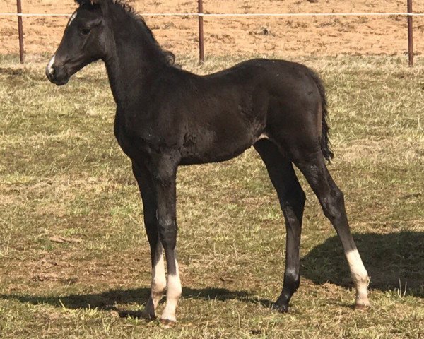 broodmare Perfect Fly (Russian Trakehner, 2017, from Foliant-Vivat)