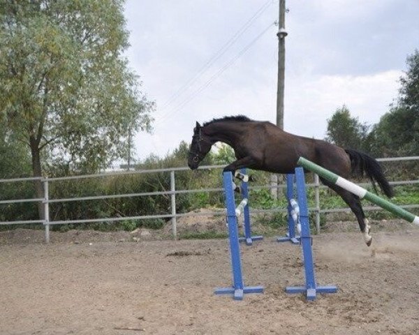 broodmare Pamela (Russian Trakehner, 2010, from Episod)