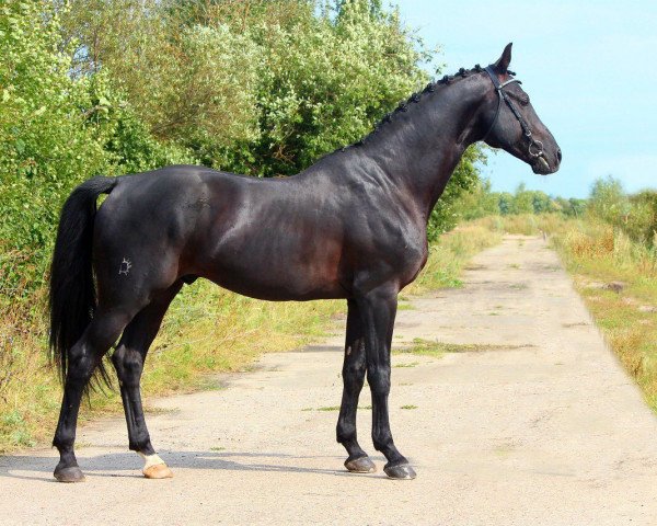 stallion Foliant-Vivat (Russian Trakehner, 2009, from Figaro)