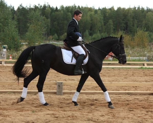 broodmare Laguna (Russian Trakehner, 2002, from Grohot)