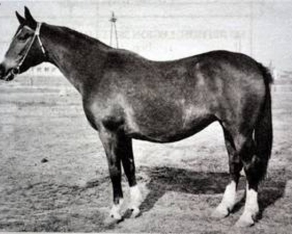 Zuchtstute Laticja (Trakehner, 1956, von Aldewin)