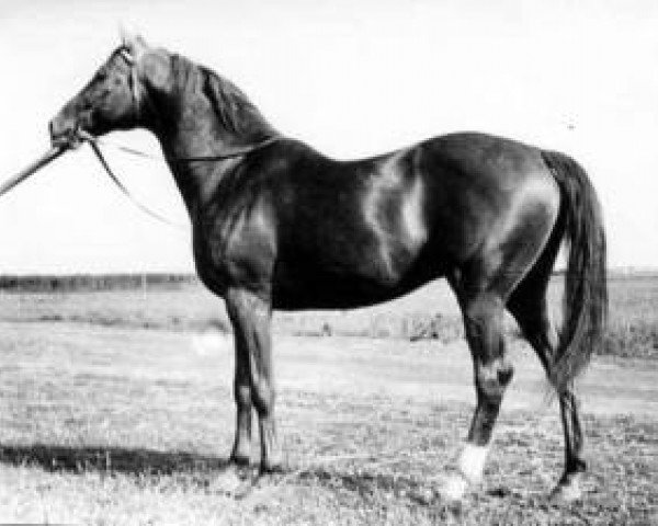 stallion Balzam (Thoroughbred, 1957, from Marcel xx)