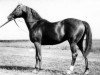 stallion Balzam (Thoroughbred, 1957, from Marcel xx)