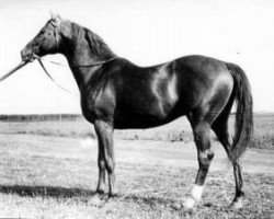 stallion Balzam (Thoroughbred, 1957, from Marcel xx)