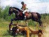 stallion Grohot (Russian Trakehner, 1997, from Horog)