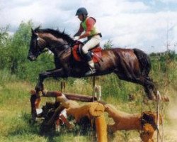 Deckhengst Grohot (Russisch Trakehner, 1997, von Horog)