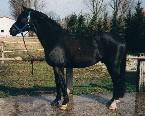 stallion Horog (Russian Trakehner, 1984, from Galop)
