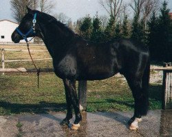 Deckhengst Horog (Russisch Trakehner, 1984, von Galop)