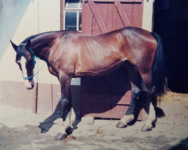 Zuchtstute Die Wonne (Westfale, 1967, von Waidmannsdank xx)