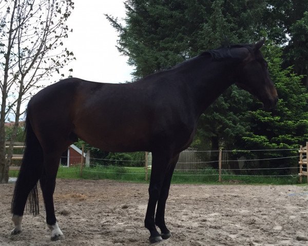 dressage horse Federball (Hanoverian, 2008, from Fidertanz)