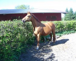 broodmare Signora (Hanoverian, 1985, from Argentinus)