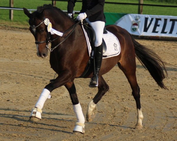 dressage horse Le Bo (German Riding Pony, 2003, from Coelenhage's Let's Be The Best)