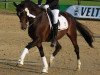 dressage horse Le Bo (German Riding Pony, 2003, from Coelenhage's Let's Be The Best)