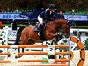 jumper Conloubet (Oldenburg show jumper, 2006, from Contender)