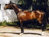 stallion Figaro (Russian Trakehner, 1984, from Favn)