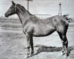 Zuchtstute Volschanka (Russisch Trakehner, 1959, von Welt)