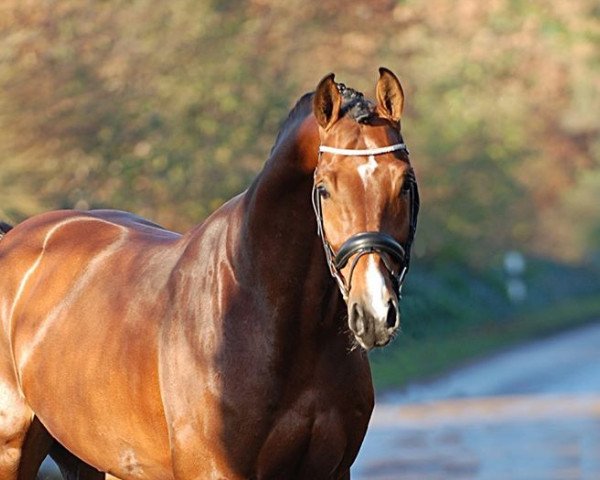 stallion Lavagon (Hanoverian, 2011, from Lordanos)