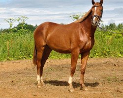 Zuchtstute Pappy (Russisch Trakehner, 2015, von Episod)