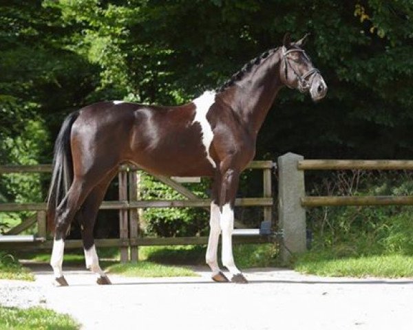 stallion Hundertwasser (Trakehner, 2015, from Camaro)