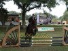 dressage horse Allegro 363 (Hanoverian, 1999, from Amoroso)