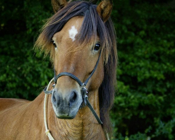 horse Dyri vom alten Schlossberg (Iceland Horse, 2006, from Darri von Roetgen)