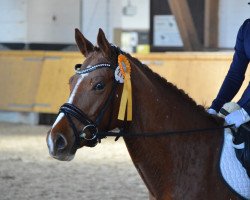 broodmare Donna Divine (German Riding Pony, 2010, from Der Kleine Donnerhall W)