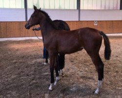 Springpferd Brianna (Westfale, 2017, von Baron Pkz)