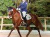 dressage horse Emma 216 (German Riding Pony, 2007, from Southend Caruso)