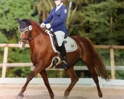 dressage horse Emma 216 (German Riding Pony, 2007, from Southend Caruso)