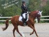 Dressurpferd Douglas (Deutsches Reitpony, 2001, von Ulfenbach Dream Boy)