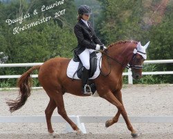 dressage horse Douglas (German Riding Pony, 2001, from Ulfenbach Dream Boy)