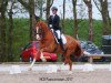 dressage horse What's Up (Hessian Warmblood, 2004, from Wie Weltmeyer)