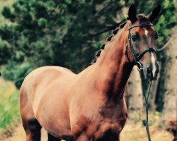 dressage horse Davidoff 164 (Oldenburg, 2002, from Don Gregory)