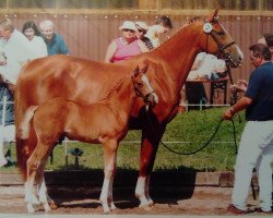 broodmare Scarlett (Hessian Warmblood, 1993, from Starway)